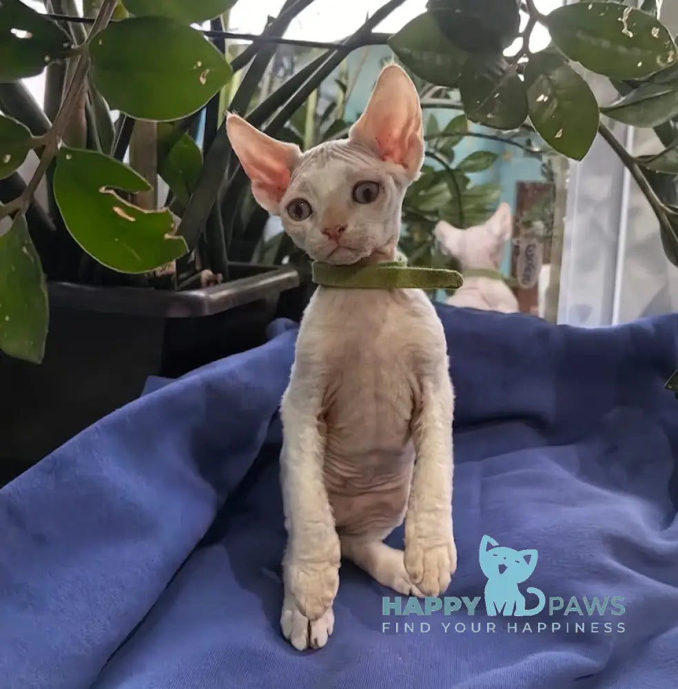 Kosmos Devon Rex Male Red Pointed Live Animals