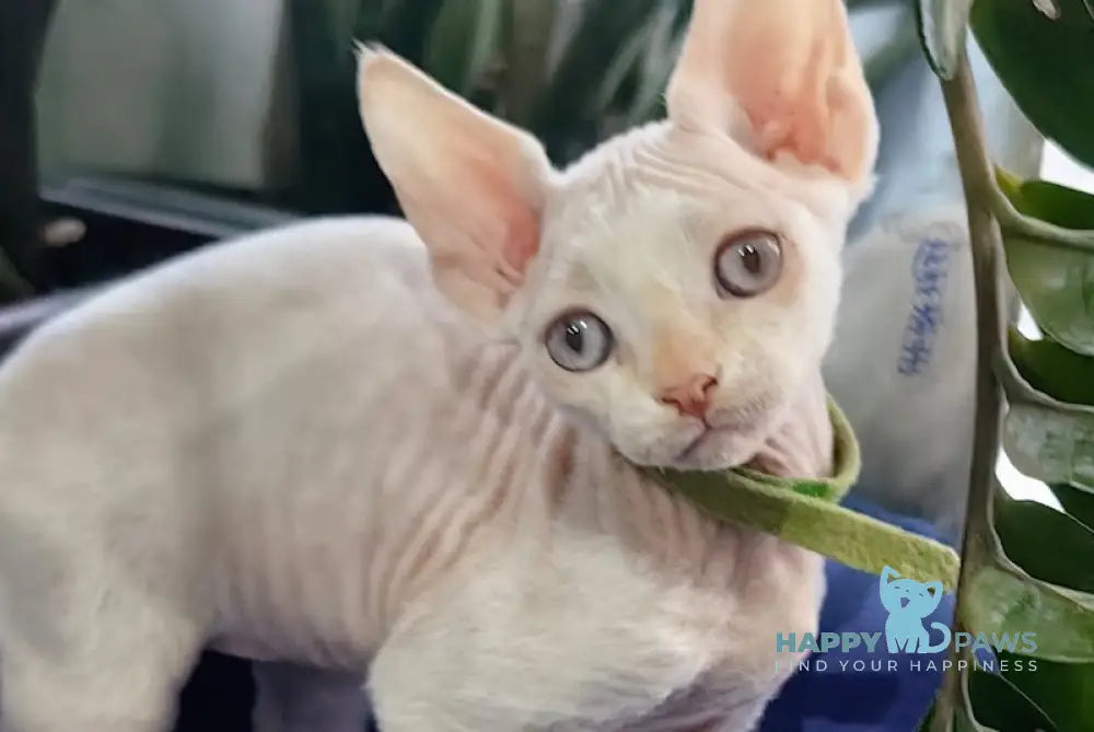 Kosmos Devon Rex Male Red Pointed Live Animals