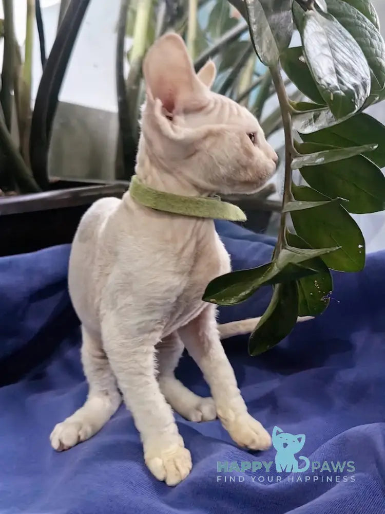 Kosmos Devon Rex Male Red Pointed Live Animals