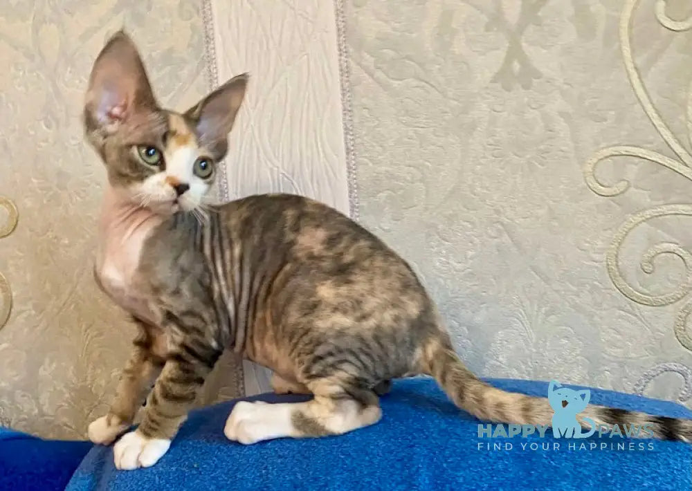 Kristal Devon Rex Female Black Tortie Bicolour Live Animals