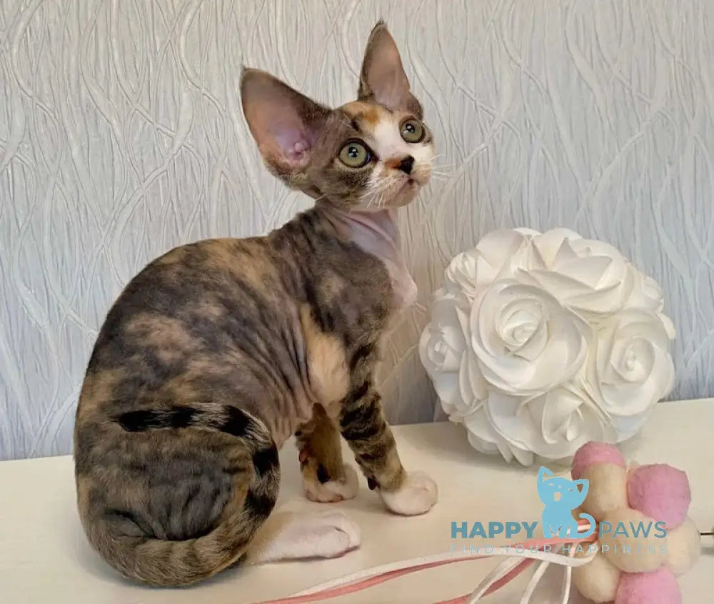 Kristal Devon Rex Female Black Tortie Bicolour Live Animals