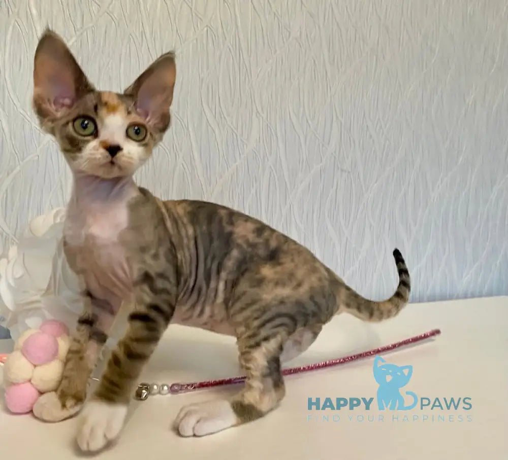 Kristal Devon Rex Female Black Tortie Bicolour Live Animals