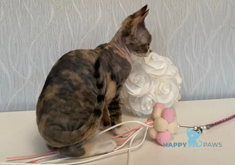 Kristal Devon Rex Female Black Tortie Bicolour Live Animals