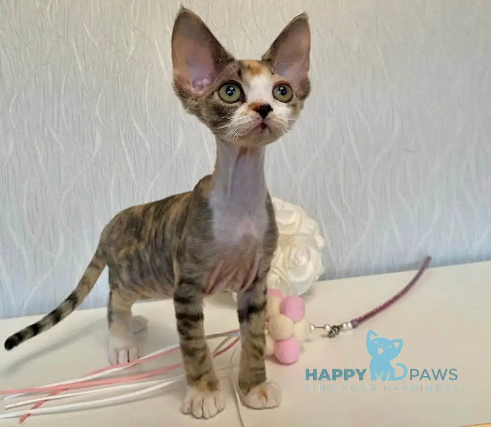 Kristal Devon Rex Female Black Tortie Bicolour Live Animals