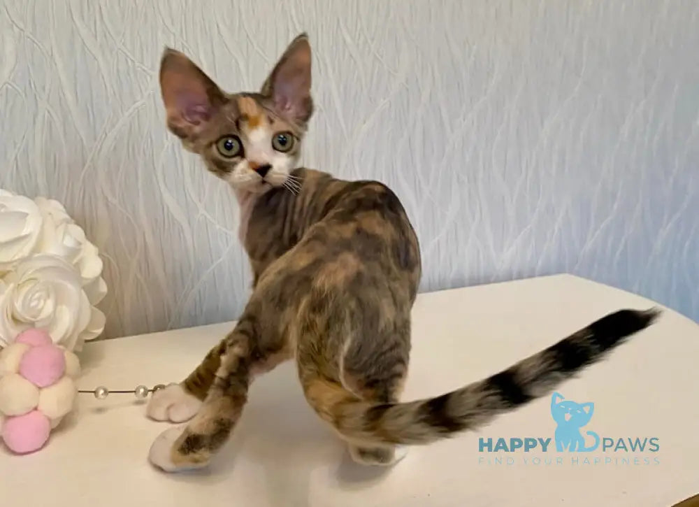 Kristal Devon Rex Female Black Tortie Bicolour Live Animals