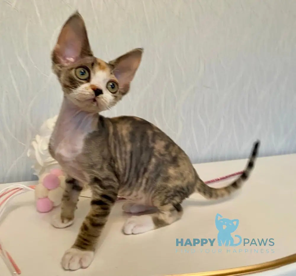 Kristal Devon Rex Female Black Tortie Bicolour Live Animals