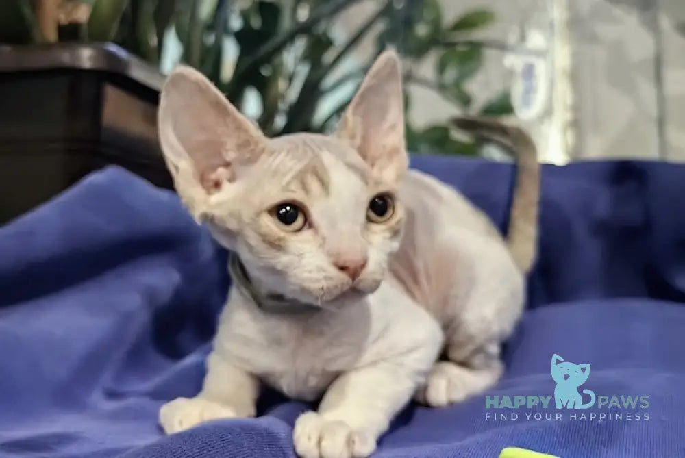 Kristal Devon Rex Male Lilac Tabby Harlequin Live Animals