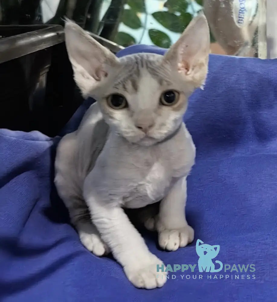 Kristal Devon Rex Male Lilac Tabby Harlequin Live Animals