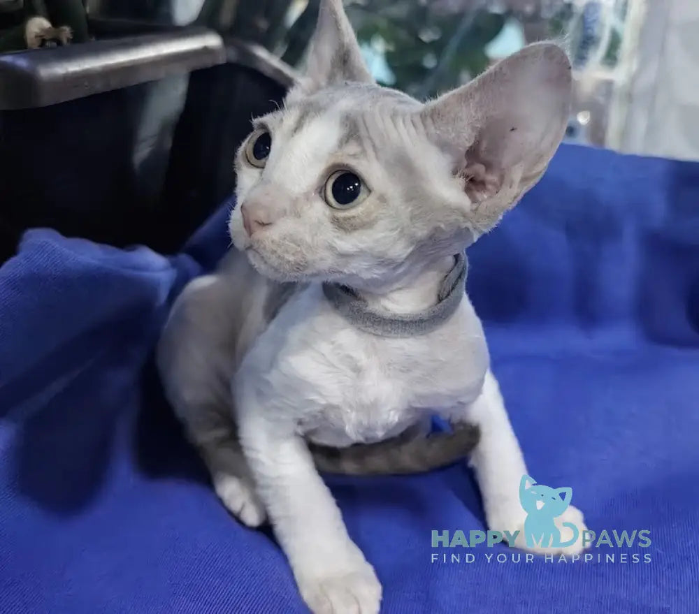 Kristal Devon Rex Male Lilac Tabby Harlequin Live Animals