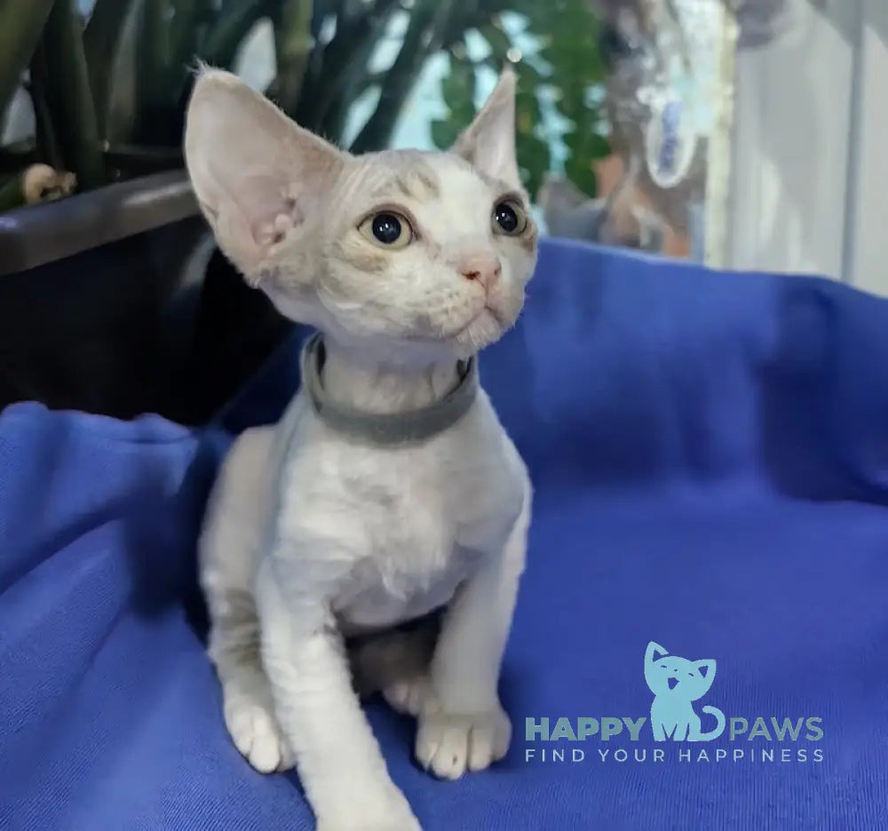 Kristal Devon Rex Male Lilac Tabby Harlequin Live Animals