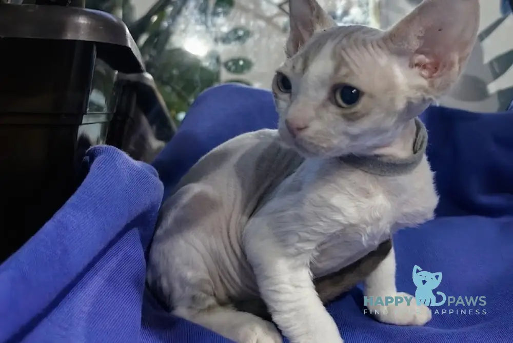 Kristal Devon Rex Male Lilac Tabby Harlequin Live Animals