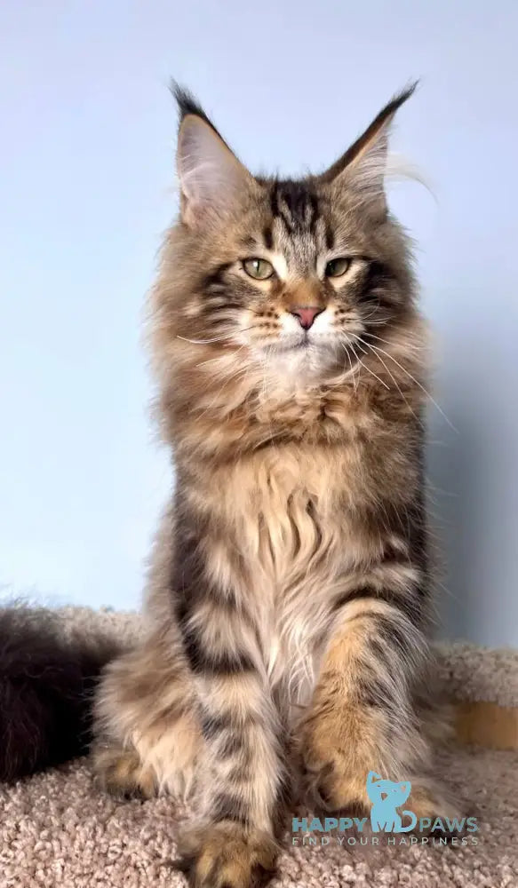 Kristian Maine Coon male black tabby live animals