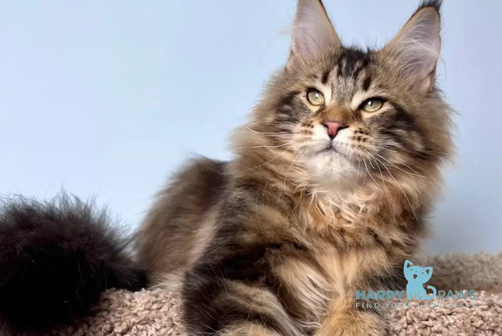 Kristian Maine Coon male black tabby live animals