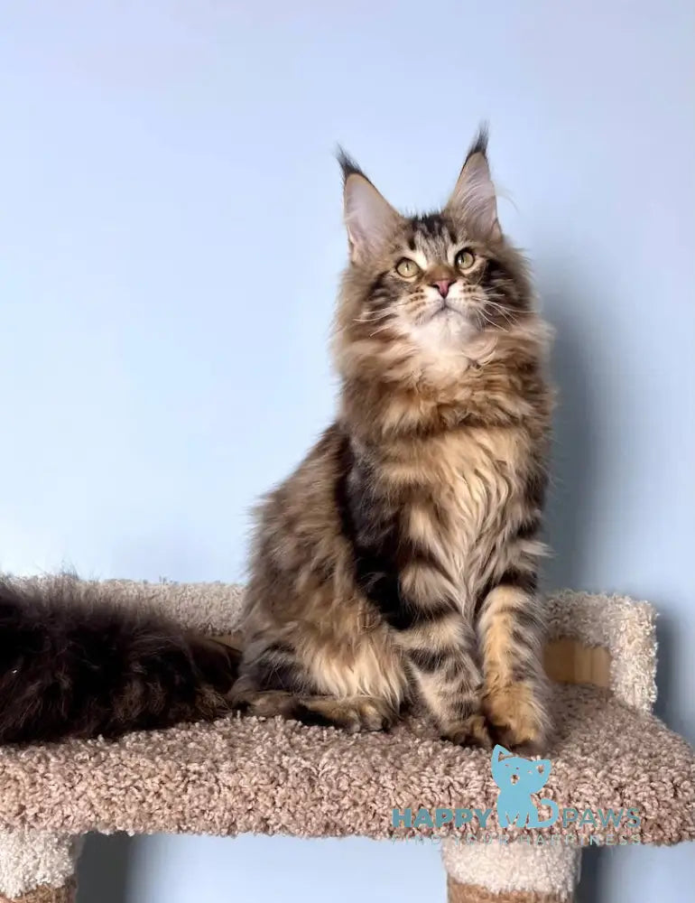 Kristian Maine Coon male black tabby live animals