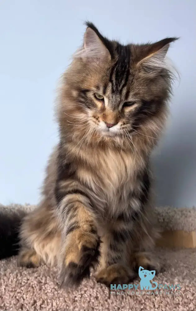 Kristian Maine Coon male black tabby live animals