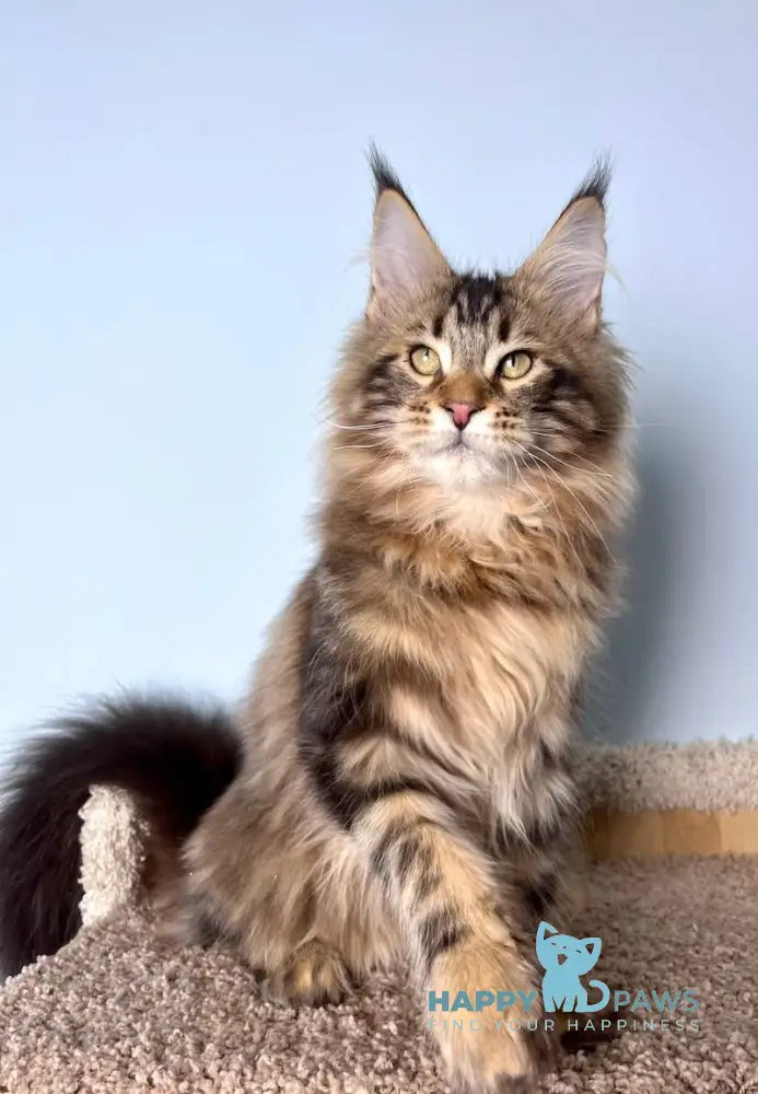 Kristian Maine Coon male black tabby live animals