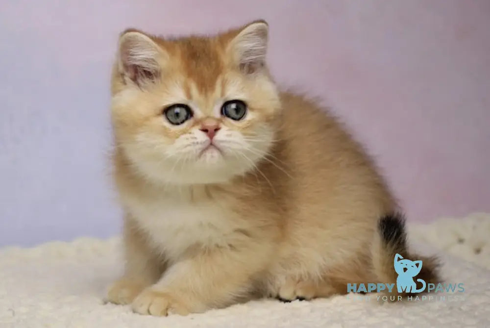 Kruasan British Shorthair Male Black Golden Chinchilla Live Animals