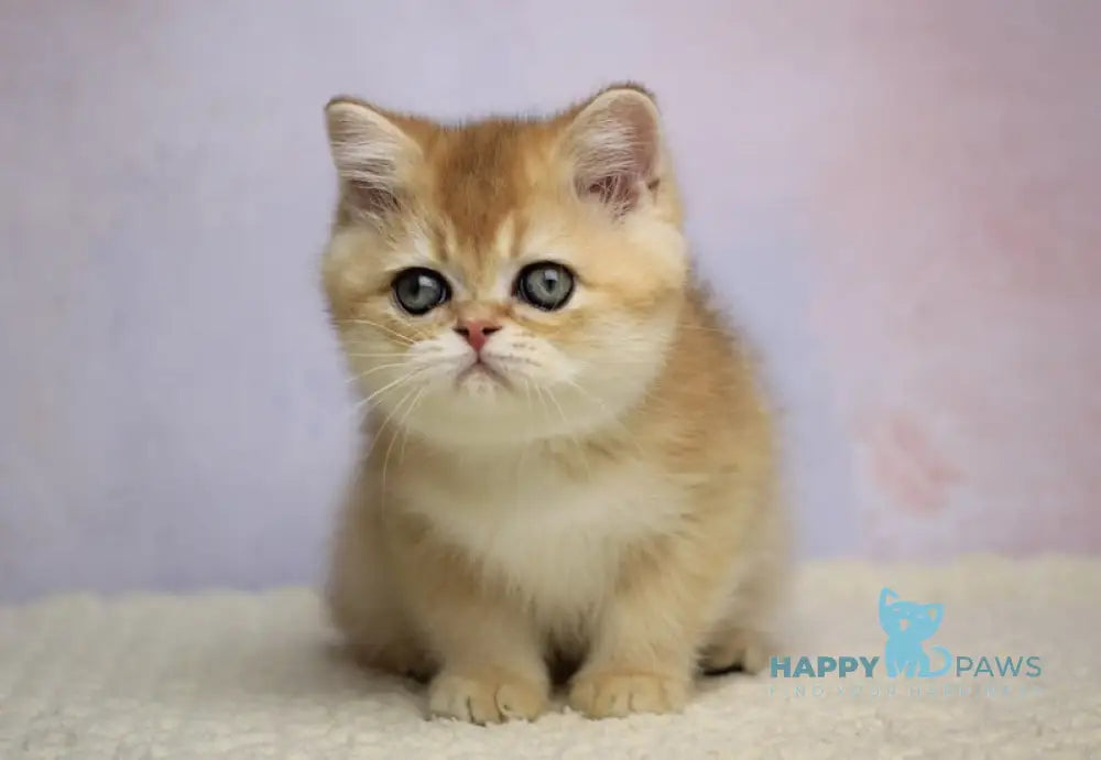 Kruasan British Shorthair Male Black Golden Chinchilla Live Animals