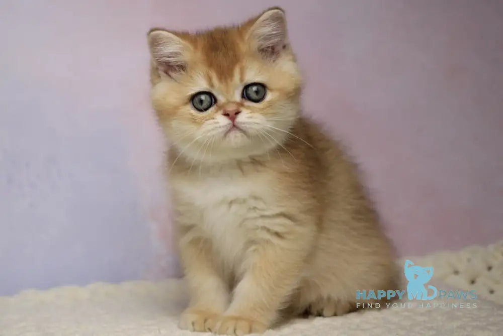 Kruasan British Shorthair Male Black Golden Chinchilla Live Animals