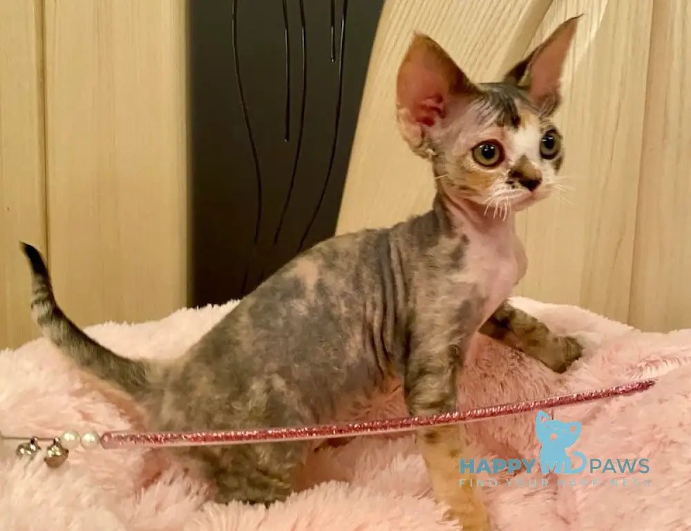 Ksana Devon Rex Female Black Tortie Bicolour Live Animals