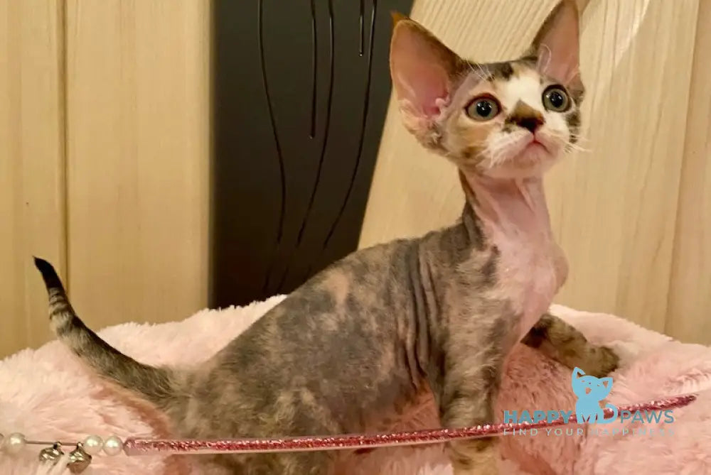 Ksana Devon Rex Female Black Tortie Bicolour Live Animals