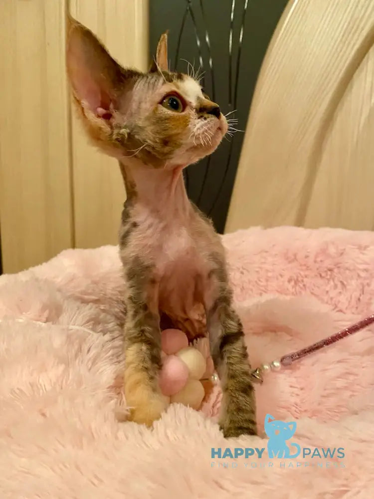 Ksana Devon Rex Female Black Tortie Bicolour Live Animals