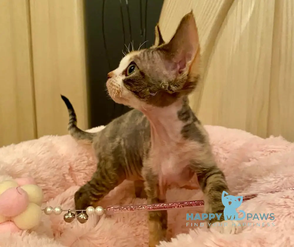 Ksana Devon Rex Female Black Tortie Bicolour Live Animals