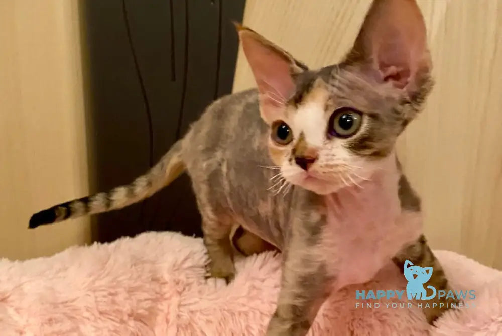 Ksana Devon Rex Female Black Tortie Bicolour Live Animals