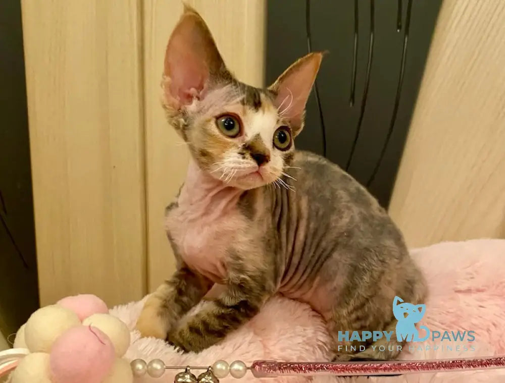 Ksana Devon Rex Female Black Tortie Bicolour Live Animals