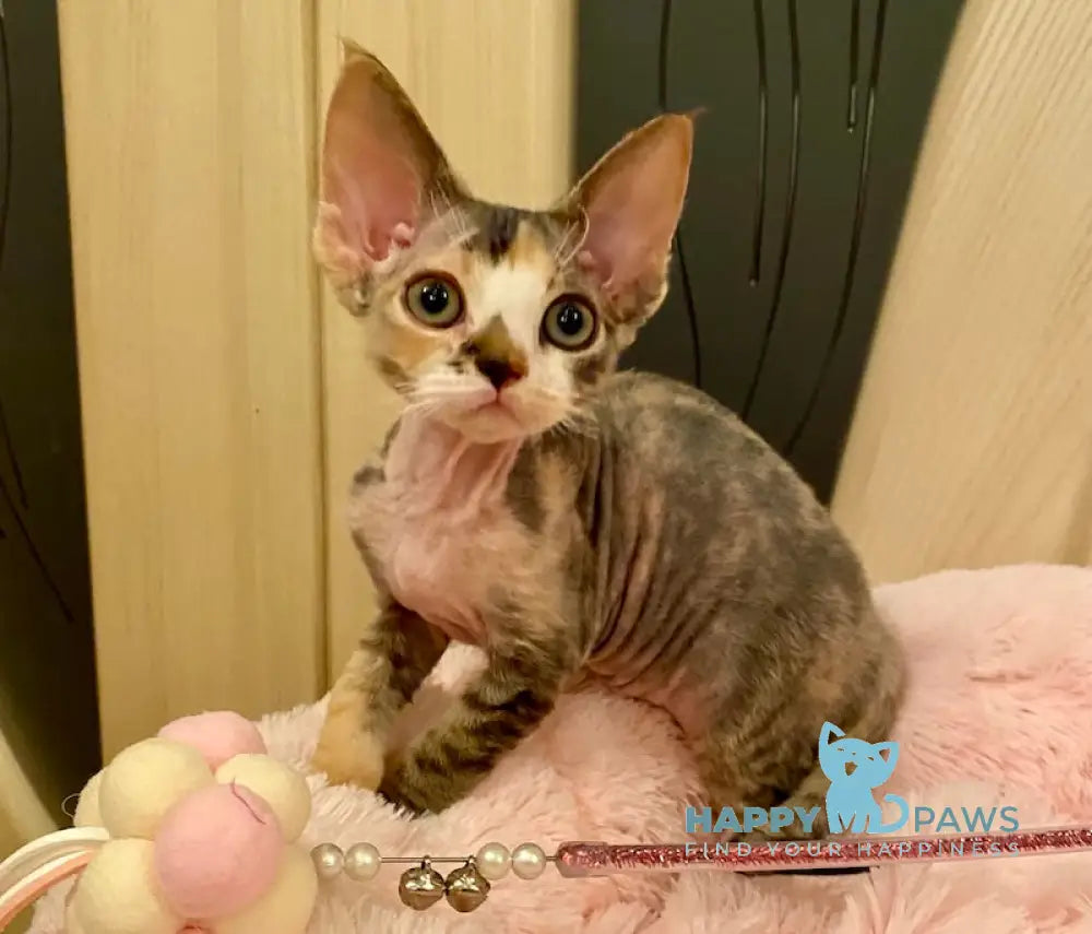 Ksana Devon Rex Female Black Tortie Bicolour Live Animals