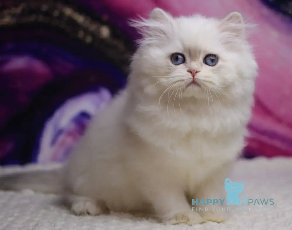 Kukla British Longhair Female Blue Golden Chinchilla Pointed Live Animals