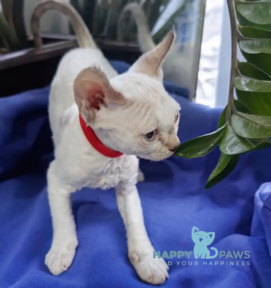 Kumir Devon Rex Male Seal Pointed With White Live Animals