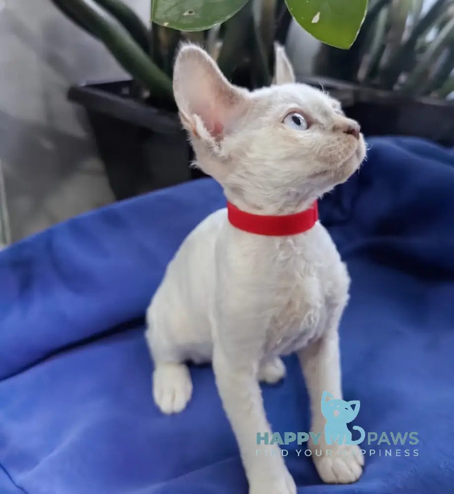 Kumir Devon Rex Male Seal Pointed With White Live Animals