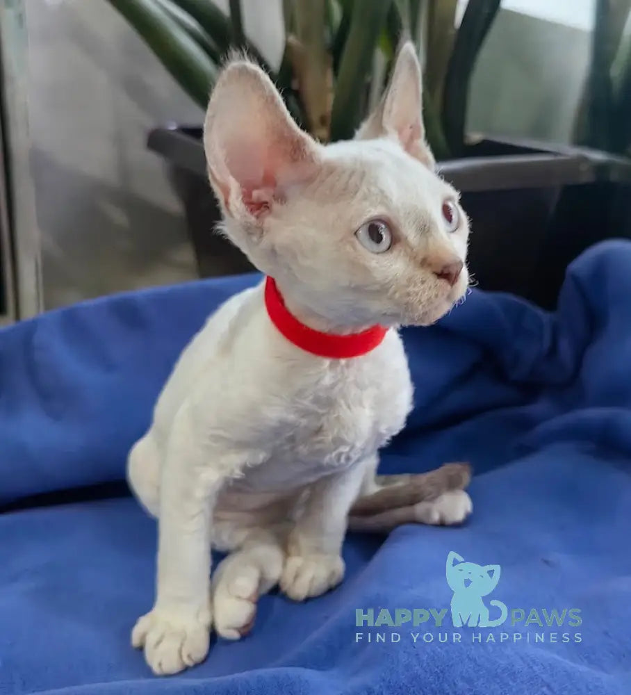 Kumir Devon Rex Male Seal Pointed With White Live Animals