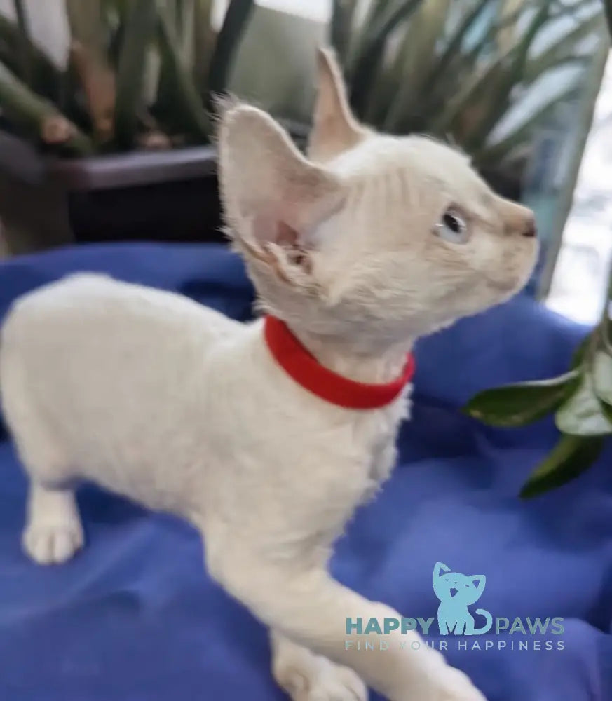 Kumir Devon Rex Male Seal Pointed With White Live Animals