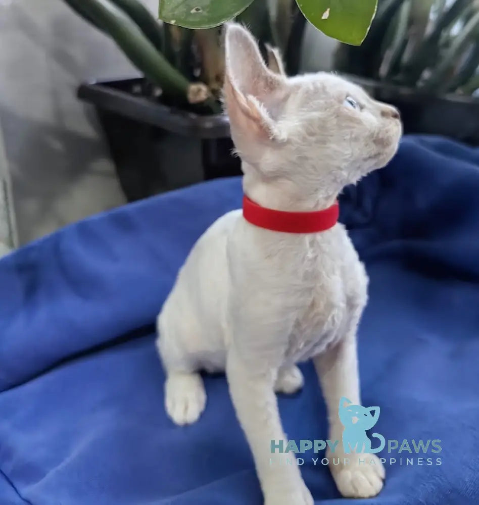 Kumir Devon Rex Male Seal Pointed With White Live Animals