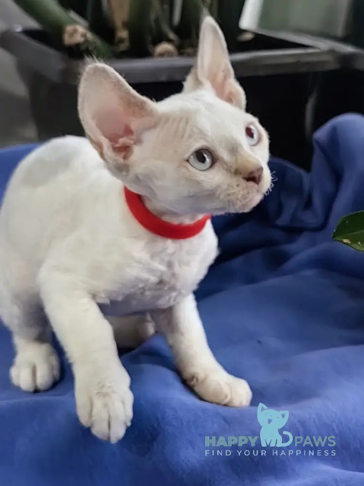 Kumir Devon Rex Male Seal Pointed With White Live Animals