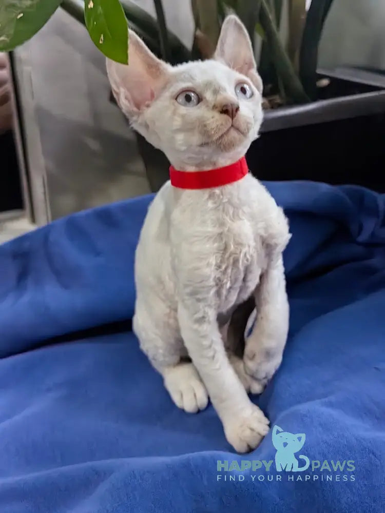 Kumir Devon Rex Male Seal Pointed With White Live Animals