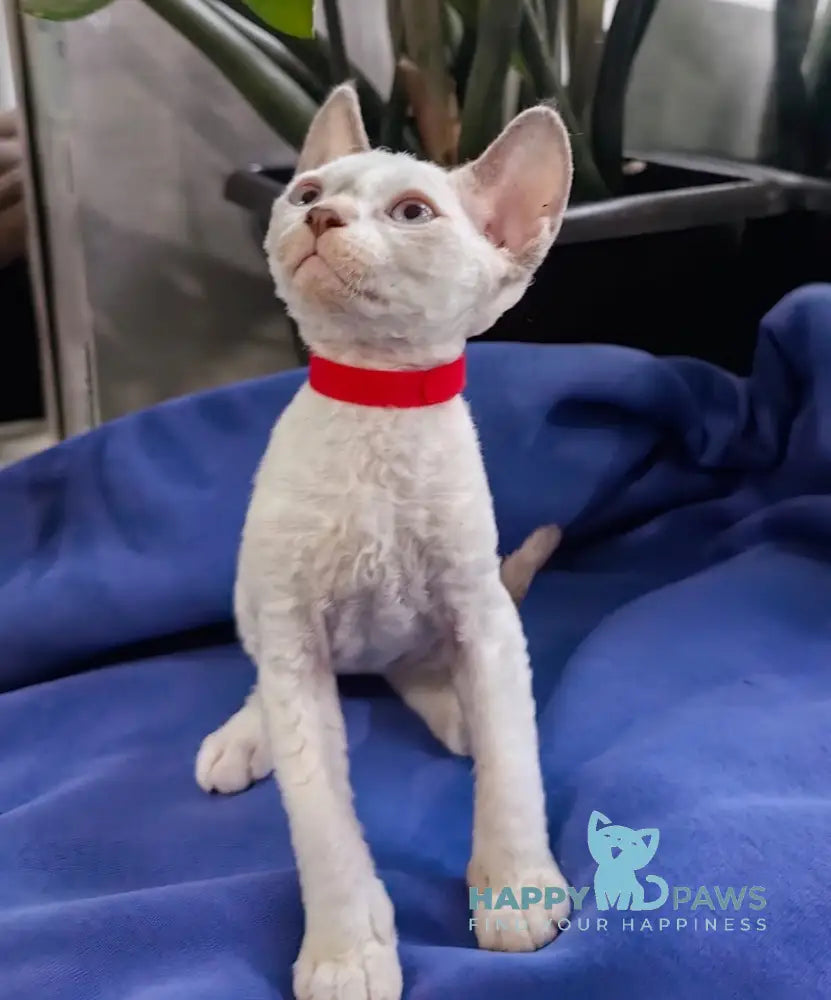 Kumir Devon Rex Male Seal Pointed With White Live Animals