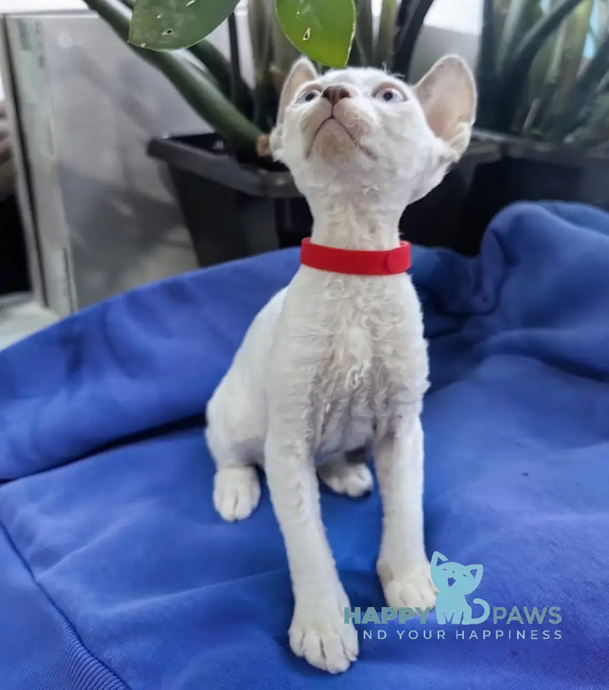 Kumir Devon Rex Male Seal Pointed With White Live Animals