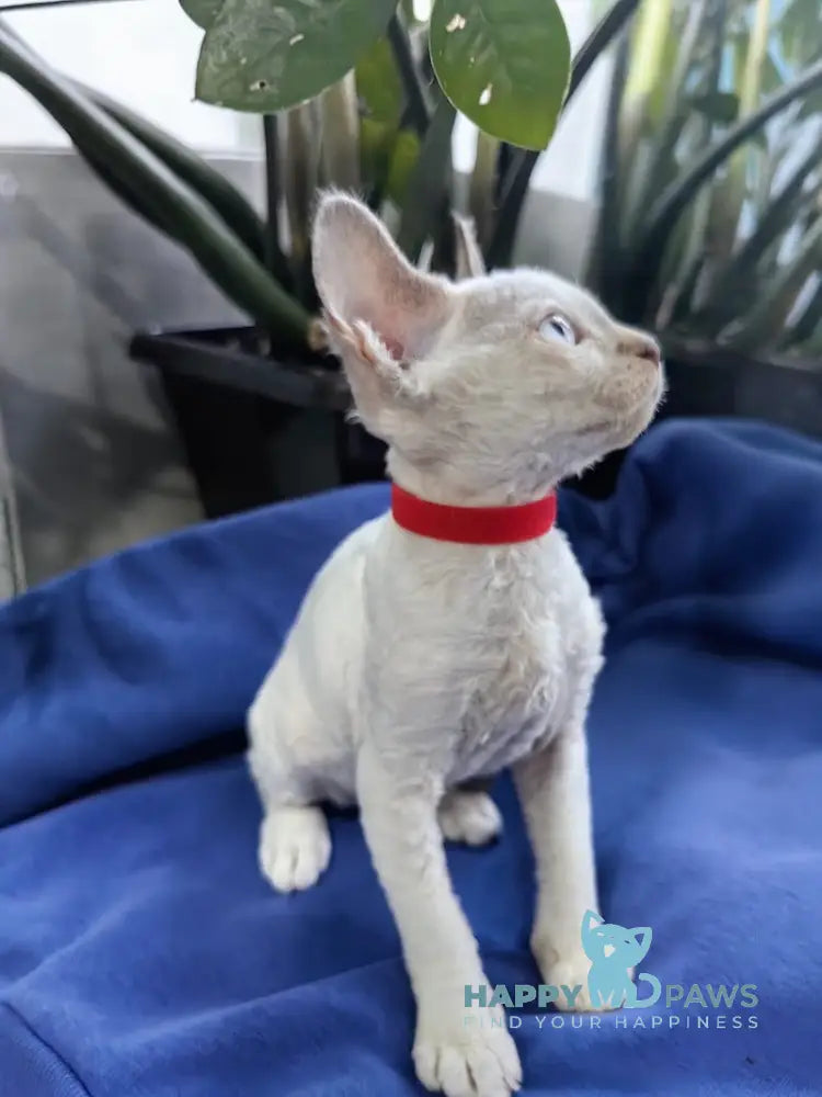 Kumir Devon Rex Male Seal Pointed With White Live Animals