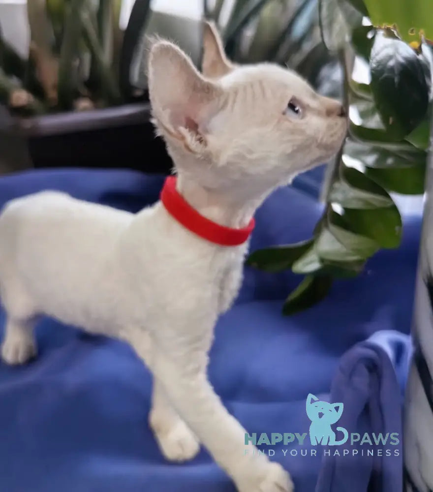 Kumir Devon Rex Male Seal Pointed With White Live Animals