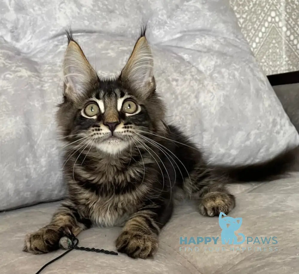 Kuzma Maine Coon Male Black Tabby Live Animals