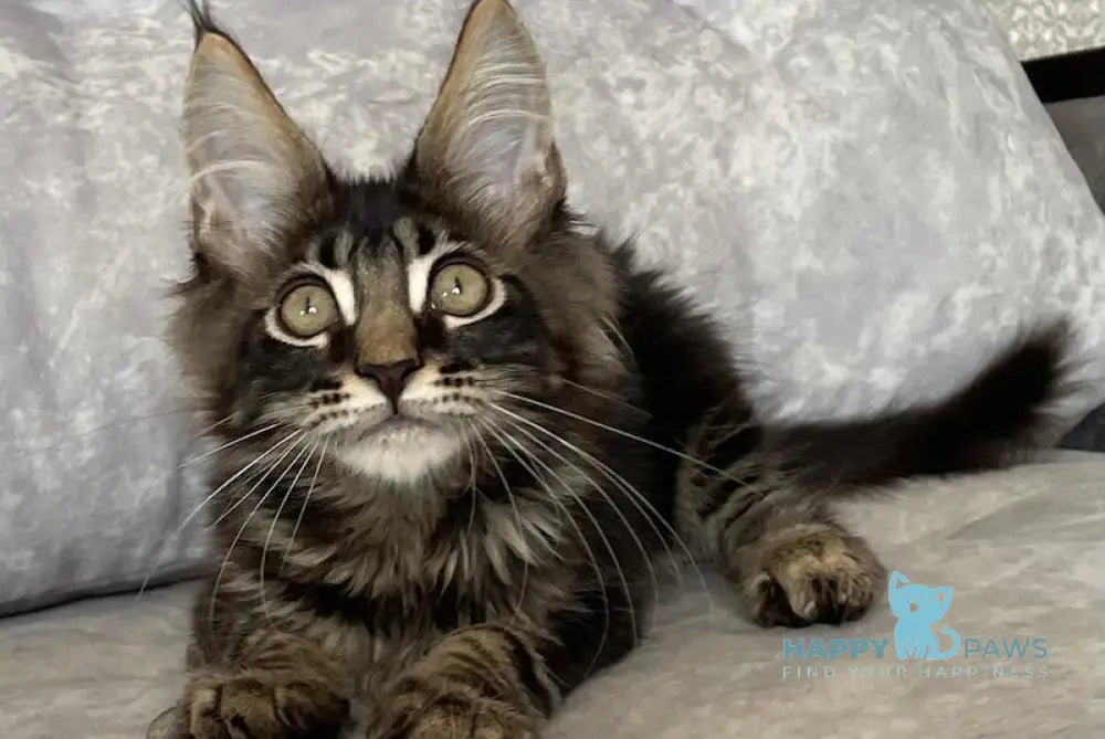 Kuzma Maine Coon Male Black Tabby Live Animals