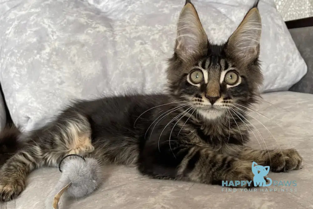 Kuzma Maine Coon Male Black Tabby Live Animals