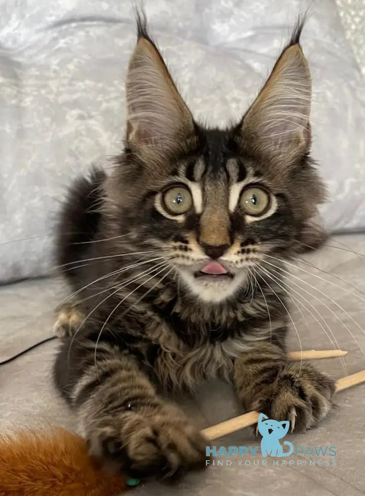 Kuzma Maine Coon Male Black Tabby Live Animals