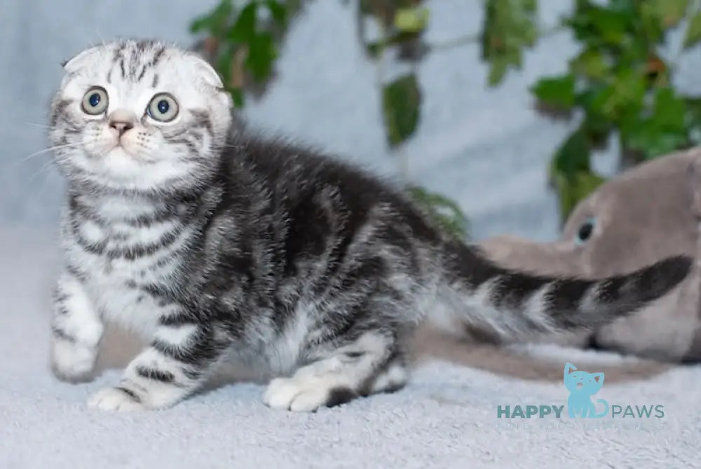 Kuzma Scottish Fold Male Black Silver Tabby Live Animals