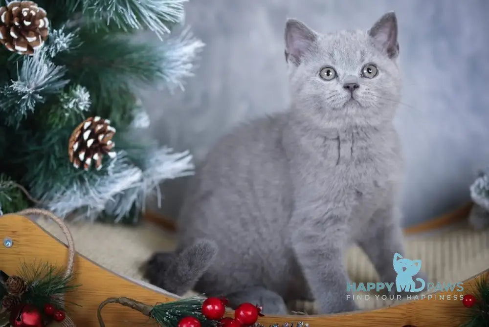 La Mour British Shorthair Male Blue Live Animals