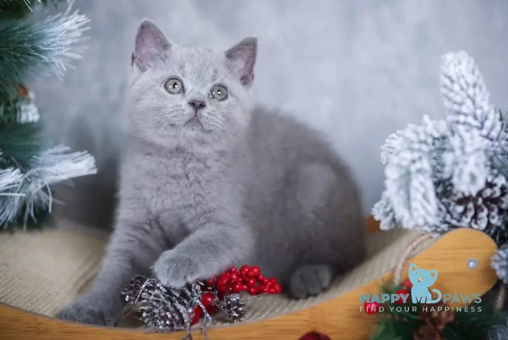 La Mour British Shorthair Male Blue Live Animals