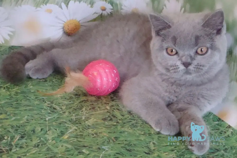 Lara British Shorthair Female Blue Live Animals